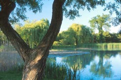 Jardin botanique de Montral